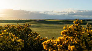 St. Andrews (The Old Course) - No. 11 and Gorse