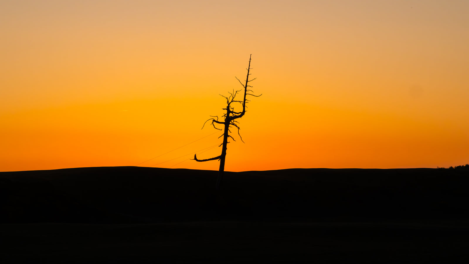 Old Macdonald - The Ghost Tree at Sunset