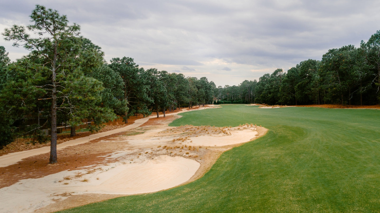 Pine Needles - No. 10