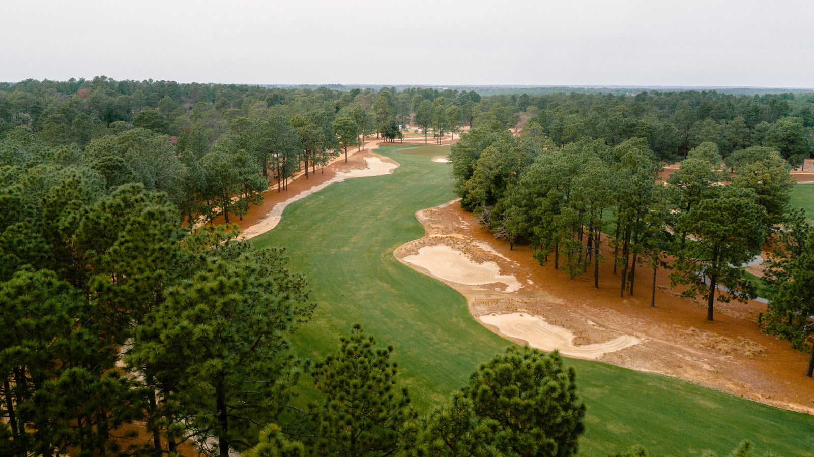 Pine Needles - No. 14