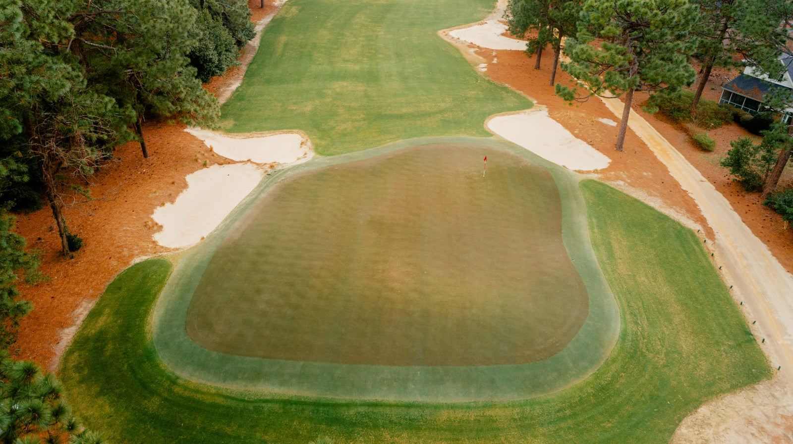 Pine Needles - No. 15