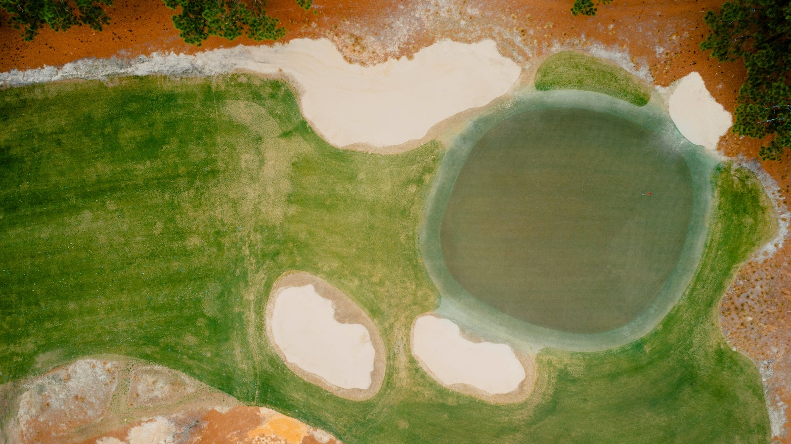 Pine Needles - No. 4