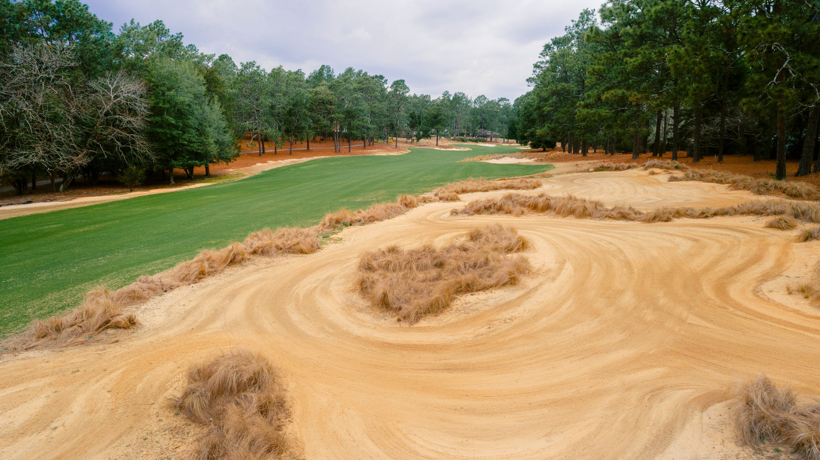 Pine Needles - No. 8