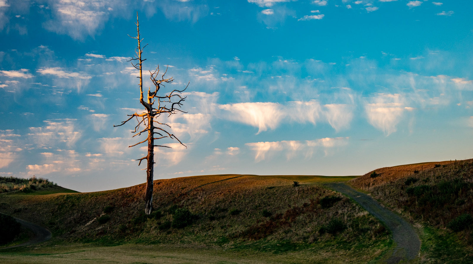 Old Macdonald - The Ghost Tree