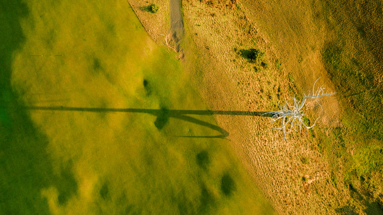 Old Macdonald - Above the Ghost Tree